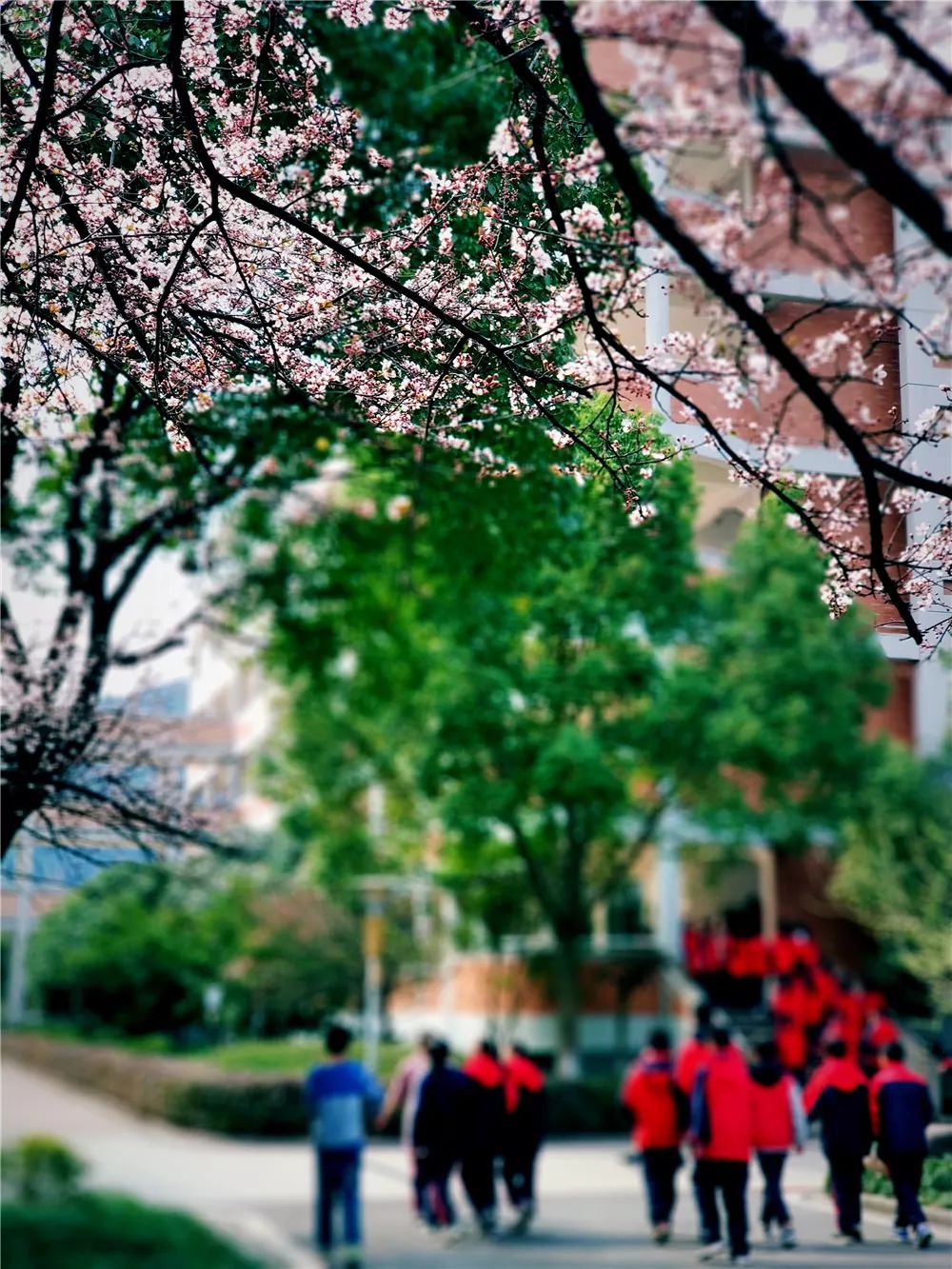 校園風(fēng)采新照，展現(xiàn)青春風(fēng)采的照片集錦