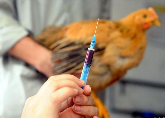 病情最新圖片獲取與分析指南，圖片獲取及分析步驟詳解