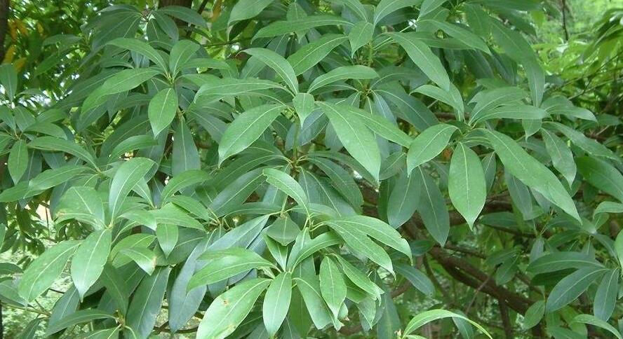 南山楠最新，自然美景的輕松探索之旅